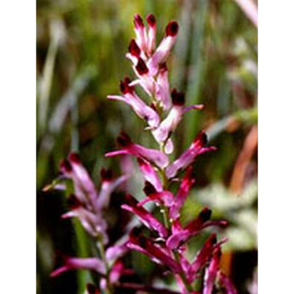 Tsa Fumaria Officinalis 50ml